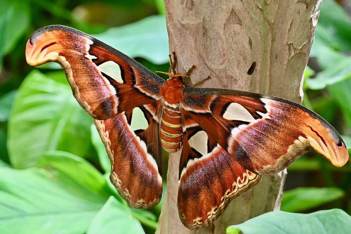 insectes étranges