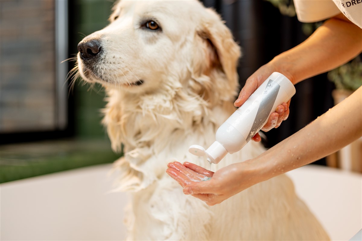 shampouineuse pour animaux solution efficace contre poils taches